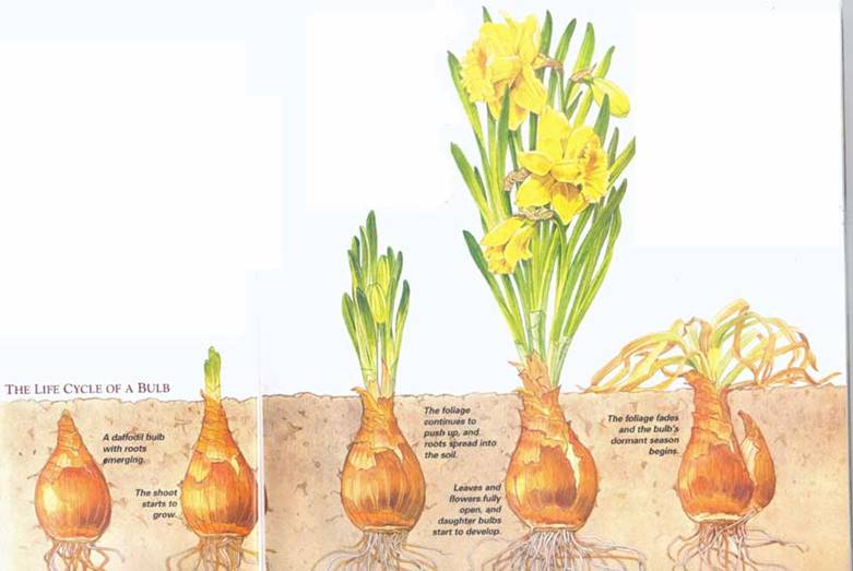 Life Cycle Of A Bulb 113