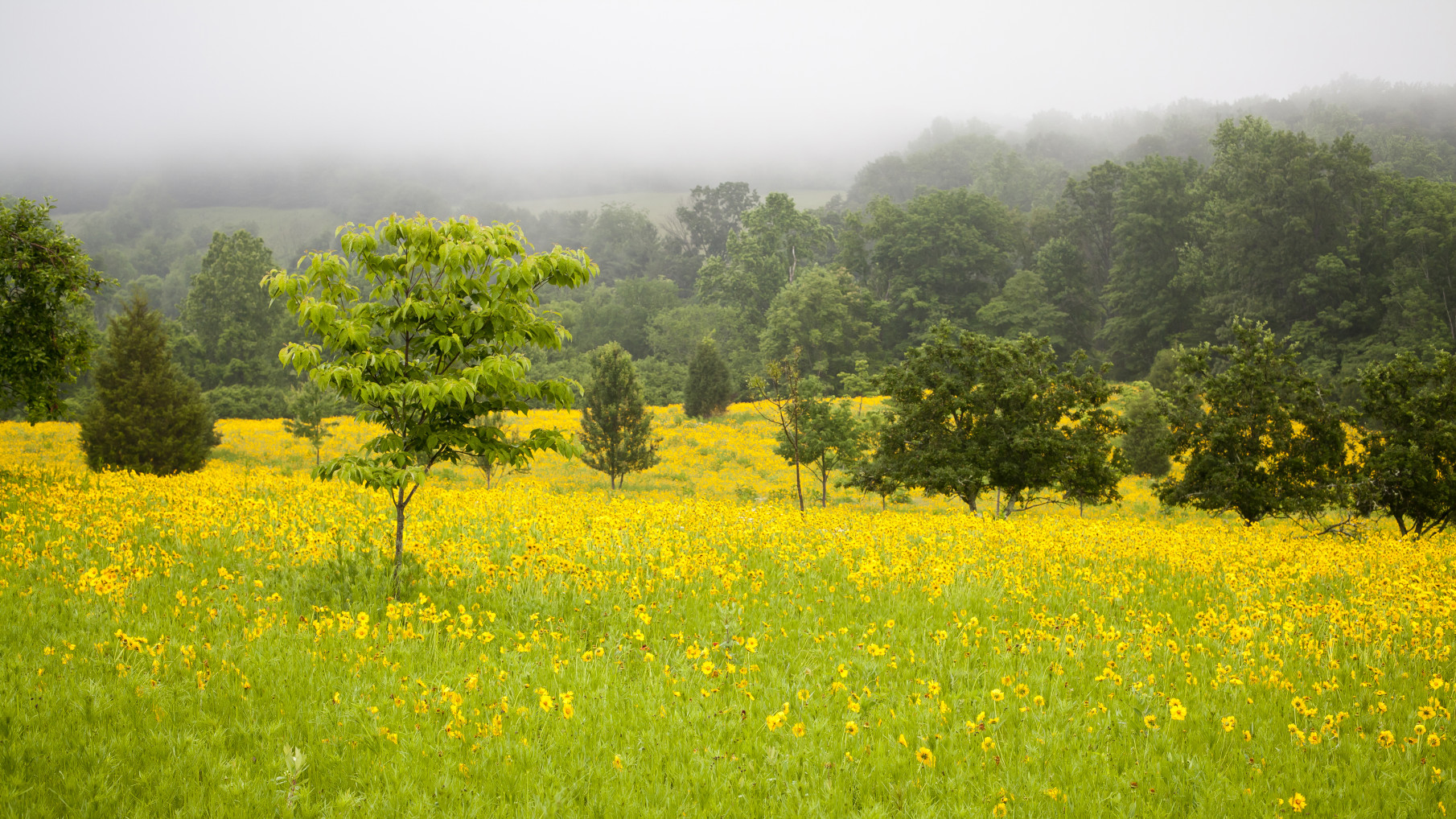 Native Grass And Wildflower Meadows J W Townsend Landscapes