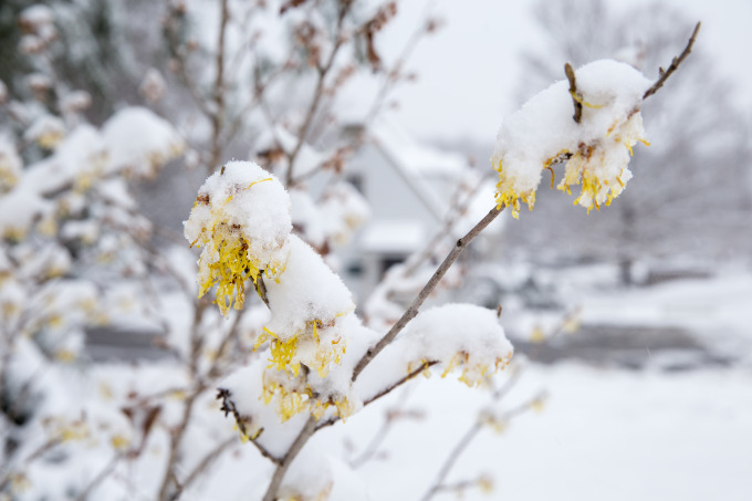 Witch Hazel in the Winter at Boar's Head