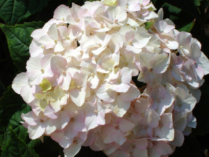 HYDRANGEABlushBrd