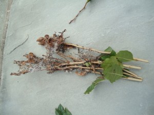 Winterberry Damage from Caterpillar