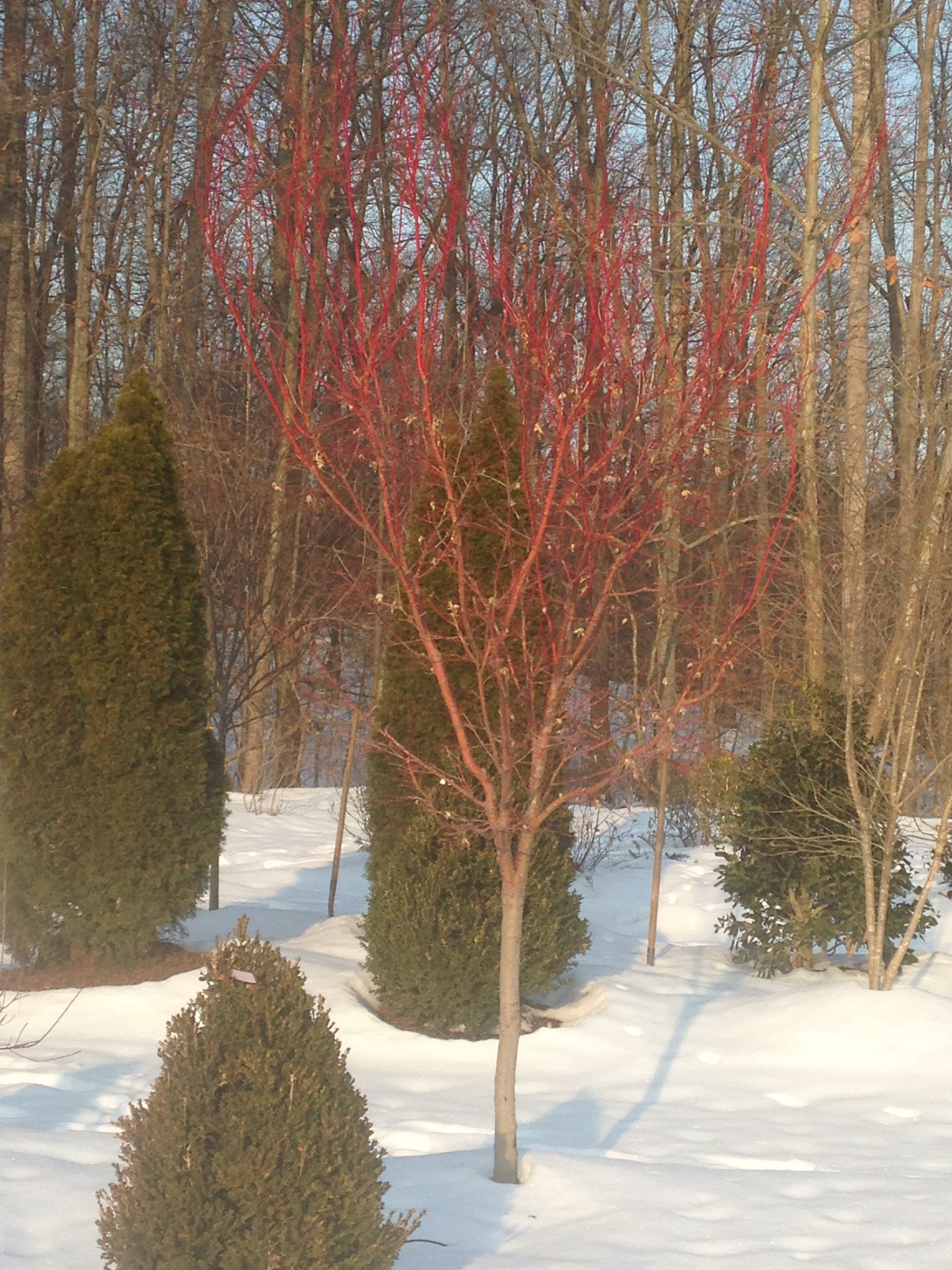 A Cure For Winter Blues J W Townsend Landscapes A Cure For Winter Blues J W