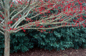 Crataegus 'winter king' berries