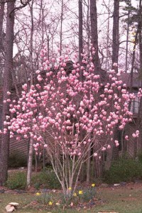 Magnolia Soulangiana Nigra