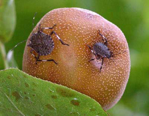 Stink Bug Fruit Tree