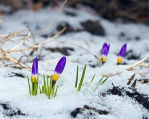 This iStock image was downloaded on 4-12-06 for HSW: TREASURY OF GARDENING